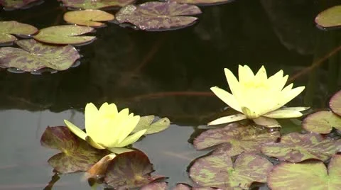 Waterlily Stock Footage 11226217