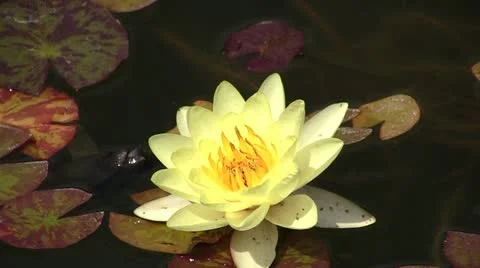 Waterlily Video stock 11226218