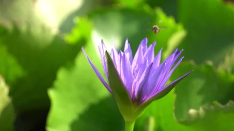Waterlily Stock Footage 74502642