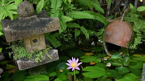 Waterlily Stock Footage 149228130
