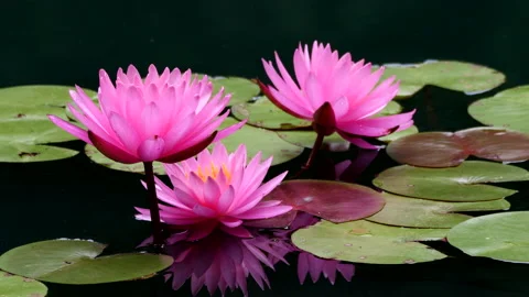 Waterlily Stock Footage 199506120