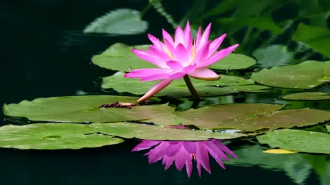 Waterlily Stock-Footage 199518280