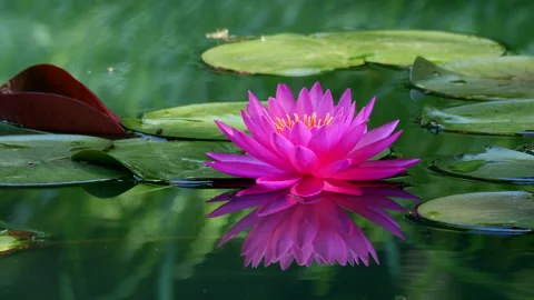 Waterlily Stock-Footage 200786087