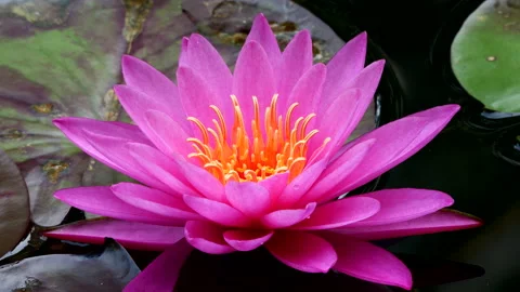 Waterlily Stock-Footage 202086795