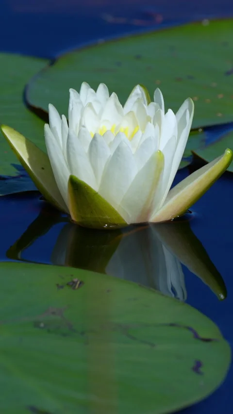 WATERLILY Stock Footage 280798178