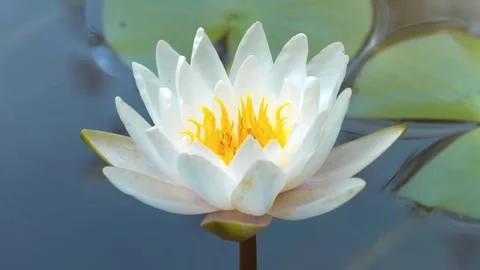 Waterlily  Stock Footage 286722975