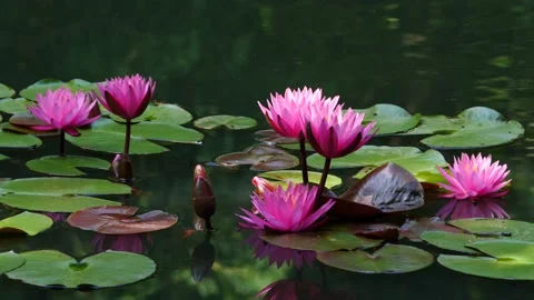 Waterlily in full bloom Stock Footage 132525330