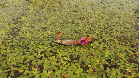 Waterlily Hervesting Stock Footage 250410015