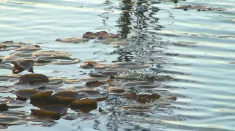 Waterlily leafs 動画素材 108764