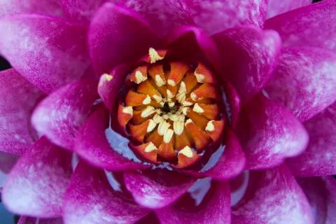 Waterlily macro Stock Photos