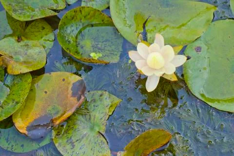 Waterlily Foto stock