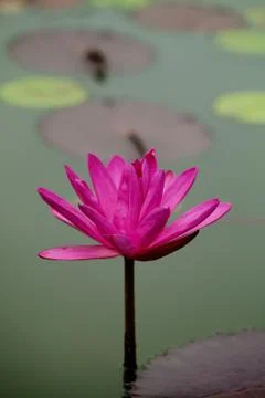 Waterlily Stock Photos