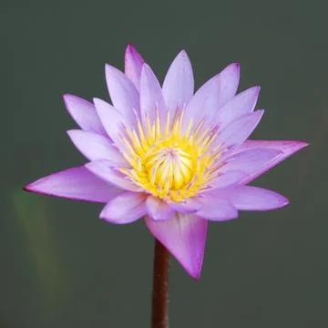 Waterlily Stock Photos
