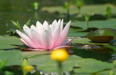 Waterlily Stock Photos