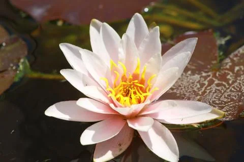 Waterlily Stock Photos