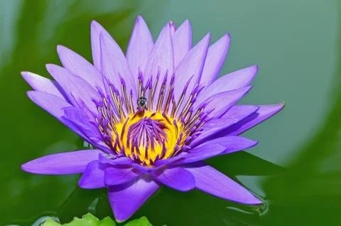 Waterlily Stock Photos