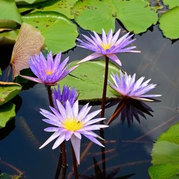 Waterlily Stock Photos