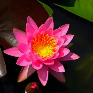 Waterlily Foto stock