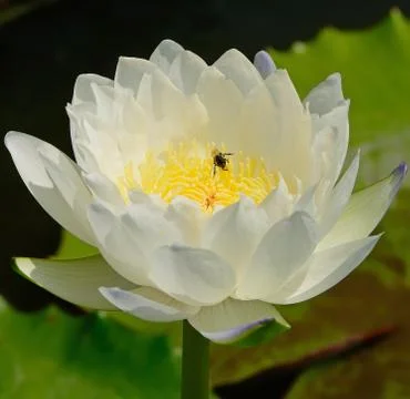 Waterlily Stock Photos