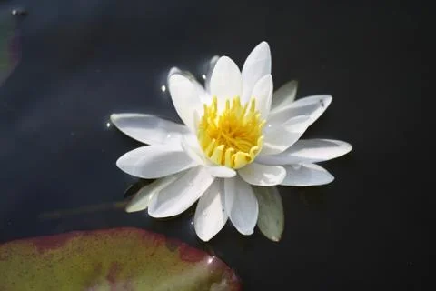 Waterlily Stock Photos