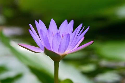 Waterlily Stock Photos