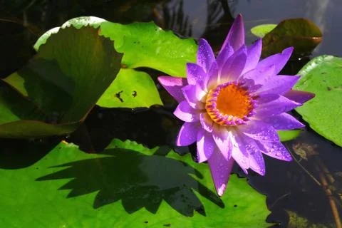 Waterlily Stock Photos