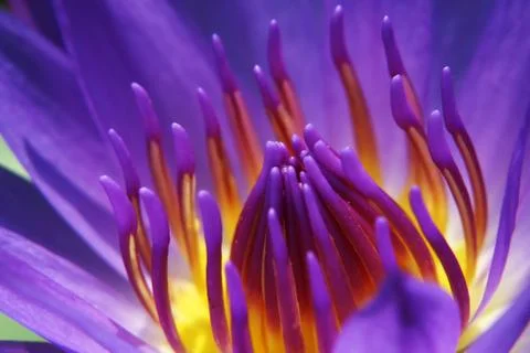 Waterlily Stock Photos