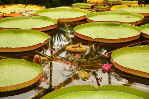 Waterlily Foto stock