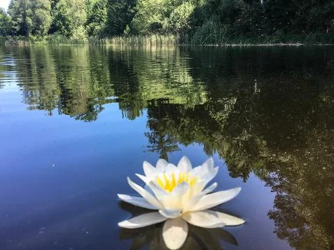 Waterlily Stock Photos
