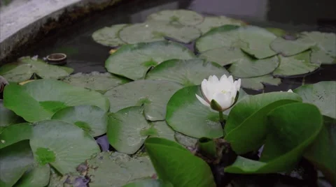 Waterlily - Slide Stock Footage 62989539