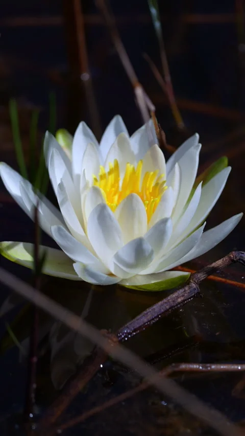 WATERLILY IN SWAMP Stock Footage 280800816