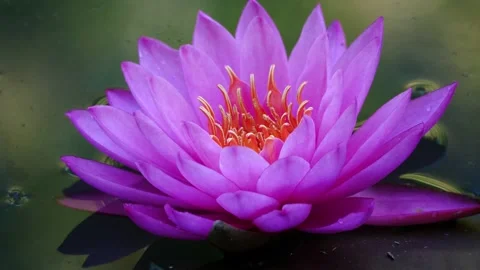 Waterlily trimed Видео 133375171