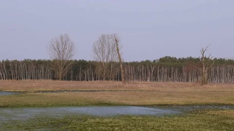 Waterlogged meadows against the forest background, 4K slomo Stock Footage 171861004