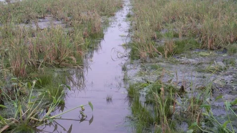 Waterlogged paddy field Stock Footage 329402756