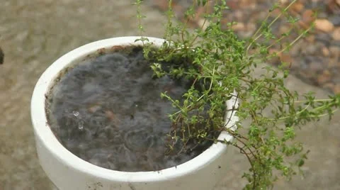Waterlogged Thyme Stock Footage 21271332