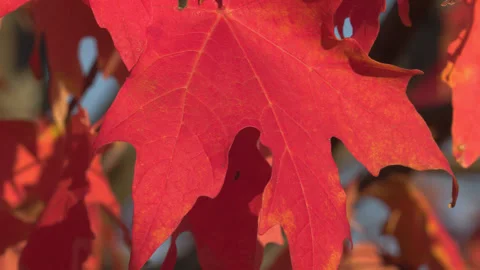 Waterloo, Canada Oct 14 2024 Spectacular red fall colors in autumn on campus Stock Footage 295298096