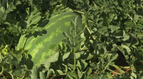 Watermellon stem removed Stock Footage 51229658
