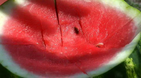 Watermelon  02 스톡 동영상 544825