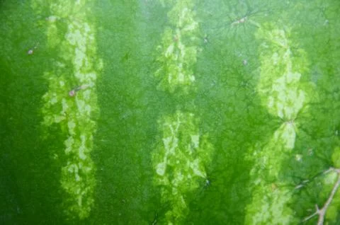 Watermelon 3 Stock Photos