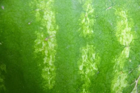 Watermelon 4 Stock Photos