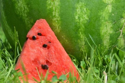 Watermelon 6 Stock Photos