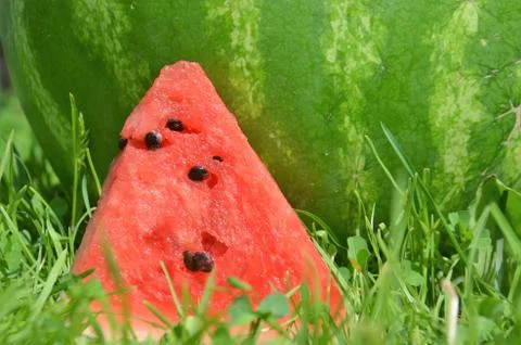 Watermelon  7 Stock Photos
