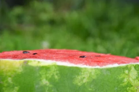 Watermelon 8 Stock Photos