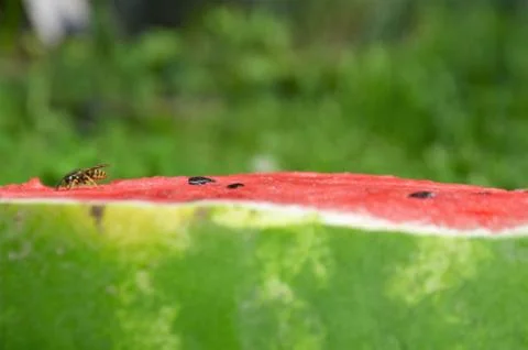 Watermelon 9 Stock Photos