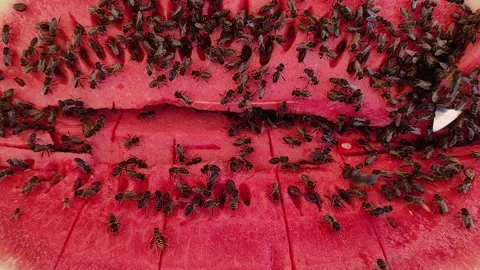 Watermelon and bees Stock Footage 165531156
