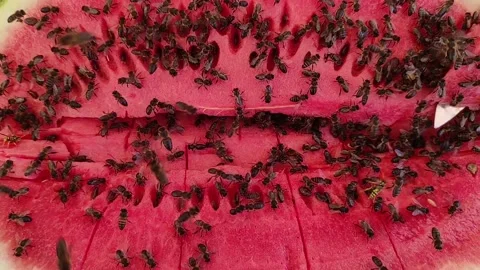 Watermelon and bees Stock Footage 165531307