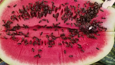 Watermelon and bees Stock Footage 165531601
