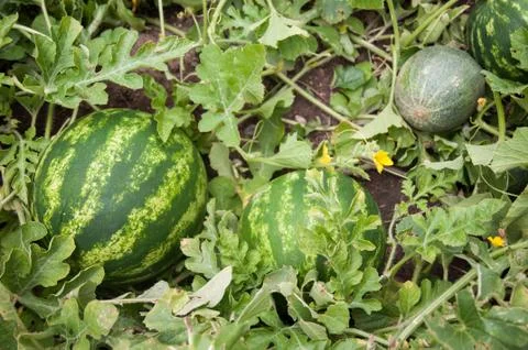 Watermelon and melon Stock Photos