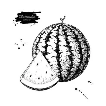 Watermelon and slice vector drawing. Isolated hand drawn berry Stock Illustration