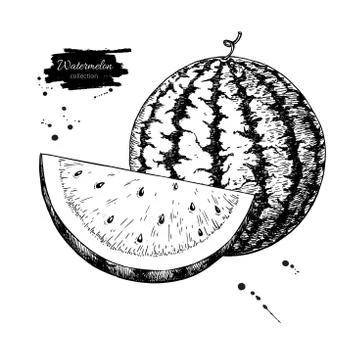 Watermelon and slice vector drawing. Isolated hand drawn berry Stock Illustration